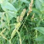 Carex hartmaniorum Flower