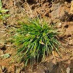 Digitaria violascensΛουλούδι