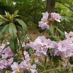 Rhododendron heliolepis Blomst
