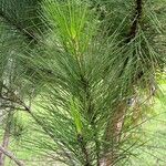 Pinus caribaea Hoja