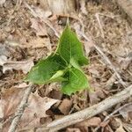 Trillium erectum برگ