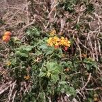 Lantana camaraFlower