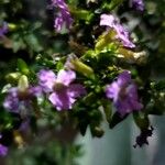 Cuphea hookeriana Cvet