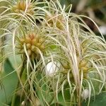 Clematis vitalbaBlomst