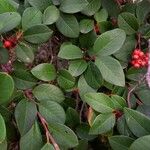 Cotoneaster glaucophyllus 叶