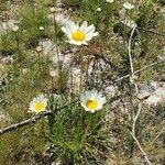 Leucanthemum graminifolium Kvet