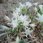 Pancratium maritimum Habit