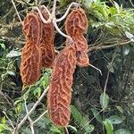 Mucuna urens Fruto