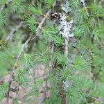 Larix laricina Lapas