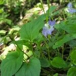 Viola elatior Flower