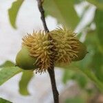 Quercus acutissima Φρούτο