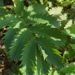 Melianthus major Hostoa