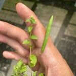 Cleome aculeata Fruit