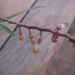 Bulbophyllum calyptratum Kwiat