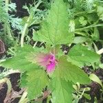 Chenopodium giganteum Blatt