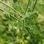 Pimpinella anisum Lubje