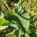 Abutilon hirtum Лист