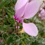 Cyclamen hederifolium花