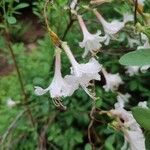 Rhododendron atlanticum Flor