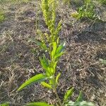 Rumex altissimus ᱥᱟᱠᱟᱢ