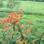 Euphorbia griffithii Flor