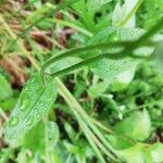 Myosotis nemorosa Leaf