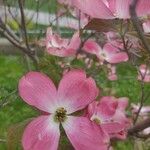 Cornus florida Flower