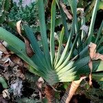 Aloe plicatilis Blatt