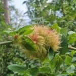 Rosa roxburghii Fruit