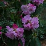 Rhododendron oreodoxa Flower