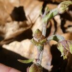 Epipactis microphylla Květ