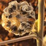 Abutilon pannosum Fruit