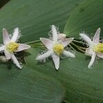 Eustrephus latifolius Květ