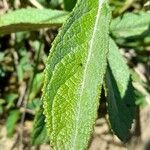 Pterocaulon alopecuroides Hoja