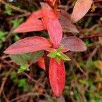 Hypericum patulum ഇല