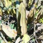 Elaphoglossum engelii Blad