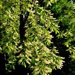 Prunus serotina Blomma