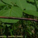 Carex appropinquata Rinde