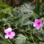 Geranium palmatum Лист