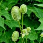 Anemone virginiana Fruit