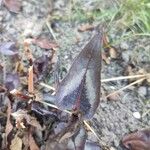 Polygonum microcephalum Leaf