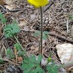 Ranunculus paludosus Лист