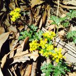 Sanicula laciniata Flower