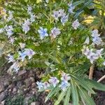 Echium decaisnei Other