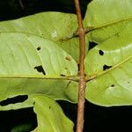 Mouriri cyphocarpa Leaf