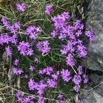 Erinus alpinus Kvet