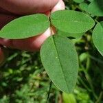 Oxalis barrelieri Blad