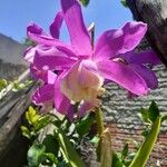Cattleya loddigesii 花