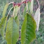 Prunus aviumLeaf