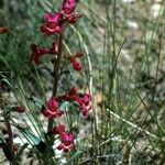 Penstemon utahensis 整株植物